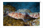Variegated Lizardfish (Synodus variegatus) by Anonymous
