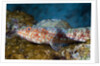 Variegated Lizardfish (Synodus variegatus) by Anonymous