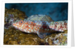 Variegated Lizardfish (Synodus variegatus) by Anonymous