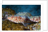Variegated Lizardfish (Synodus variegatus) by Anonymous