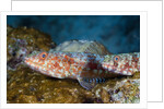 Variegated Lizardfish (Synodus variegatus) by Anonymous