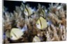 Reticulated Damselfish (Dascyllus reticulatus) by Anonymous
