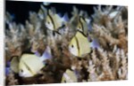 Reticulated Damselfish (Dascyllus reticulatus) by Anonymous