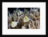 Reticulated Damselfish (Dascyllus reticulatus) by Anonymous
