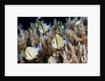 Reticulated Damselfish (Dascyllus reticulatus) by Anonymous