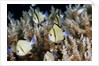 Reticulated Damselfish (Dascyllus reticulatus) by Anonymous