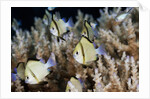 Reticulated Damselfish (Dascyllus reticulatus) by Anonymous