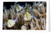 Reticulated Damselfish (Dascyllus reticulatus) by Anonymous