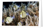 Reticulated Damselfish (Dascyllus reticulatus) by Anonymous