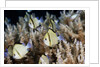 Reticulated Damselfish (Dascyllus reticulatus) by Anonymous