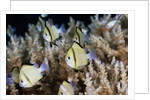 Reticulated Damselfish (Dascyllus reticulatus) by Anonymous