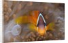 Tomato Anemonefish (Amphiprion frenatus) by Anonymous