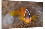 Tomato Anemonefish (Amphiprion frenatus) by Anonymous