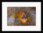 Tomato Anemonefish (Amphiprion frenatus) by Anonymous