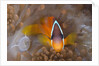 Tomato Anemonefish (Amphiprion frenatus) by Anonymous