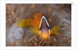 Tomato Anemonefish (Amphiprion frenatus) by Anonymous