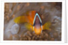 Tomato Anemonefish (Amphiprion frenatus) by Anonymous