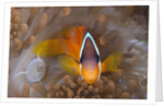 Tomato Anemonefish (Amphiprion frenatus) by Anonymous