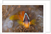 Tomato Anemonefish (Amphiprion frenatus) by Anonymous