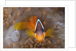 Tomato Anemonefish (Amphiprion frenatus) by Anonymous