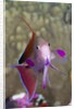 Lyretail Anthias (Pseudanthias squamipinnis) by Anonymous