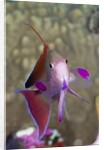 Lyretail Anthias (Pseudanthias squamipinnis) by Anonymous