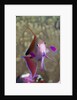 Lyretail Anthias (Pseudanthias squamipinnis) by Anonymous