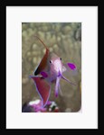 Lyretail Anthias (Pseudanthias squamipinnis) by Anonymous