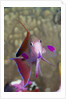 Lyretail Anthias (Pseudanthias squamipinnis) by Anonymous
