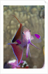 Lyretail Anthias (Pseudanthias squamipinnis) by Anonymous