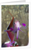 Lyretail Anthias (Pseudanthias squamipinnis) by Anonymous