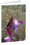 Lyretail Anthias (Pseudanthias squamipinnis) by Anonymous