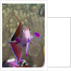 Lyretail Anthias (Pseudanthias squamipinnis) by Anonymous