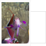 Lyretail Anthias (Pseudanthias squamipinnis) by Anonymous