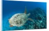 Hawksbill Turtle (Eretmochelys imbricata) by Anonymous