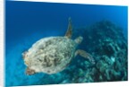 Hawksbill Turtle (Eretmochelys imbricata) by Anonymous