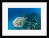 Hawksbill Turtle (Eretmochelys imbricata) by Anonymous