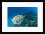 Hawksbill Turtle (Eretmochelys imbricata) by Anonymous