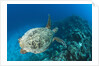 Hawksbill Turtle (Eretmochelys imbricata) by Anonymous