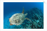 Hawksbill Turtle (Eretmochelys imbricata) by Anonymous