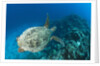 Hawksbill Turtle (Eretmochelys imbricata) by Anonymous