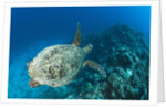Hawksbill Turtle (Eretmochelys imbricata) by Anonymous