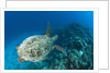 Hawksbill Turtle (Eretmochelys imbricata) by Anonymous