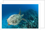 Hawksbill Turtle (Eretmochelys imbricata) by Anonymous