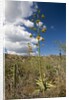 Agave in flower by Anonymous