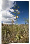 Agave in flower by Anonymous