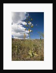 Agave in flower by Anonymous