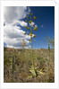 Agave in flower by Anonymous