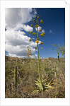 Agave in flower by Anonymous