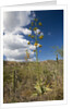 Agave in flower by Anonymous